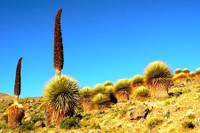 [ẢNH] Điểm danh những loài cây 