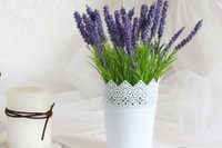 [ẢNH] Những loại cây xanh tuyệt vời nên trồng trong phòng ngủ