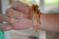 [ẢNH] Những món ăn tươi sống được yêu thích trên thế giới