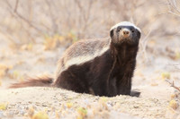 [ẢNH] Top 8 loài động vật sở hữu “năng lực” đặc biệt đến khó tin