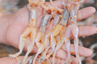 [ẢNH] Những đặc sản nức tiếng có tên gọi “độc nhất vô nhị” tại Việt Nam