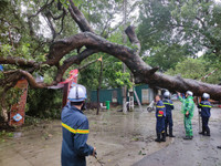 Nhanh chóng di dời cây cổ thụ đổ rạp vào Đền Và Sơn Tây