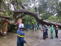 Nhanh chóng di dời cây cổ thụ đổ rạp vào Đền Và Sơn Tây