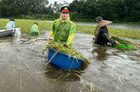 Xúc động hình ảnh Công an thị xã Sơn Tây xuống đồng, giúp dân gặt 180ha lúa