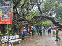 Nhanh chóng di dời cây cổ thụ đổ rạp vào Đền Và Sơn Tây