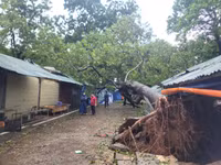 Nhanh chóng di dời cây cổ thụ đổ rạp vào Đền Và Sơn Tây