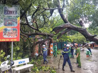 Nhanh chóng di dời cây cổ thụ đổ rạp vào Đền Và Sơn Tây