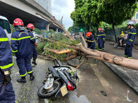 Cảnh sát PCCC và CNCH Hà Nội nhanh chóng xử lý các vụ cây đổ do mưa bão 