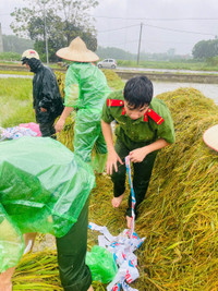Xúc động hình ảnh Công an thị xã Sơn Tây xuống đồng, giúp dân gặt 180ha lúa