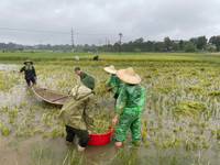 Xúc động hình ảnh Công an thị xã Sơn Tây xuống đồng, giúp dân gặt 180ha lúa