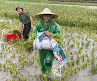 Xúc động hình ảnh Công an thị xã Sơn Tây xuống đồng, giúp dân gặt 180ha lúa