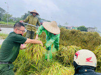 Xúc động hình ảnh Công an thị xã Sơn Tây xuống đồng, giúp dân gặt 180ha lúa