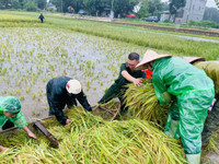 Xúc động hình ảnh Công an thị xã Sơn Tây xuống đồng, giúp dân gặt 180ha lúa