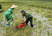 Xúc động hình ảnh Công an thị xã Sơn Tây xuống đồng, giúp dân gặt 180ha lúa