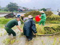 Xúc động hình ảnh Công an thị xã Sơn Tây xuống đồng, giúp dân gặt 180ha lúa