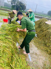 Xúc động hình ảnh Công an thị xã Sơn Tây xuống đồng, giúp dân gặt 180ha lúa