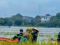 Công an thị xã Sơn Tây đẫm mồ hôi cùng bà con gặt lúa 
