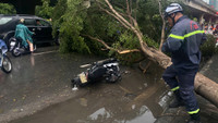 Cảnh sát PCCC và CNCH Hà Nội nhanh chóng xử lý các vụ cây đổ do mưa bão 