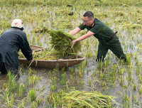 Xúc động hình ảnh Công an thị xã Sơn Tây xuống đồng, giúp dân gặt 180ha lúa