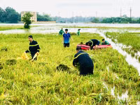 Công an thị xã Sơn Tây đẫm mồ hôi cùng bà con gặt lúa 