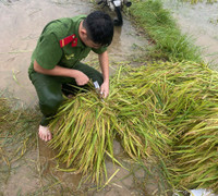 Xúc động hình ảnh Công an thị xã Sơn Tây xuống đồng, giúp dân gặt 180ha lúa