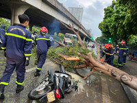 Cảnh sát PCCC và CNCH Hà Nội nhanh chóng xử lý các vụ cây đổ do mưa bão 