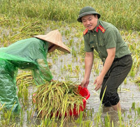 Xúc động hình ảnh Công an thị xã Sơn Tây xuống đồng, giúp dân gặt 180ha lúa