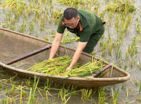 Xúc động hình ảnh Công an thị xã Sơn Tây xuống đồng, giúp dân gặt 180ha lúa