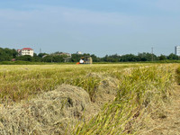 Thu gom rơm- nghề đội nắng kiếm tiền triệu giữa cánh đồng 