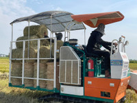 Thu gom rơm- nghề đội nắng kiếm tiền triệu giữa cánh đồng 