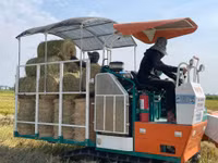 Thu gom rơm- nghề đội nắng kiếm tiền triệu giữa cánh đồng 