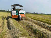 Thu gom rơm- nghề đội nắng kiếm tiền triệu giữa cánh đồng 