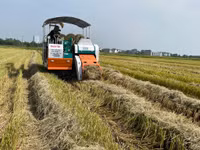 Thu gom rơm- nghề đội nắng kiếm tiền triệu giữa cánh đồng 