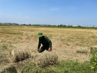 Thu gom rơm- nghề đội nắng kiếm tiền triệu giữa cánh đồng 