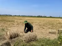 Thu gom rơm- nghề đội nắng kiếm tiền triệu giữa cánh đồng 