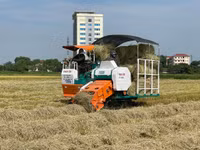 Thu gom rơm- nghề đội nắng kiếm tiền triệu giữa cánh đồng 