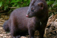 [ẢNH] Nga phê duyệt vắc-xin ngừa Covid-19 đầu tiên trên thế giới cho vật nuôi