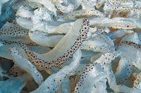 [ẢNH] Điểm danh những loại thực phẩm dễ gây ngộ độc vào mùa hè 