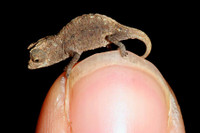 [ẢNH] Bò lùn nhỏ nhất thế giới và những sinh vật tí hon siêu hiếm