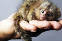 [ẢNH] Bò lùn nhỏ nhất thế giới và những sinh vật tí hon siêu hiếm