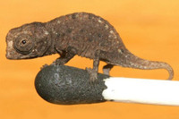 [ẢNH] Bò lùn nhỏ nhất thế giới và những sinh vật tí hon siêu hiếm