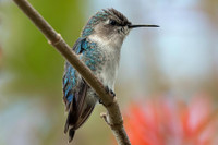 [ẢNH] Bò lùn nhỏ nhất thế giới và những sinh vật tí hon siêu hiếm