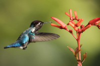 [ẢNH] Bò lùn nhỏ nhất thế giới và những sinh vật tí hon siêu hiếm