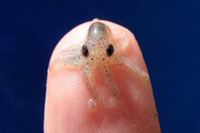 [ẢNH] Bò lùn nhỏ nhất thế giới và những sinh vật tí hon siêu hiếm