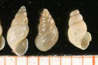 [ẢNH] Bò lùn nhỏ nhất thế giới và những sinh vật tí hon siêu hiếm