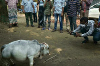 [ẢNH] Bò lùn nhỏ nhất thế giới và những sinh vật tí hon siêu hiếm