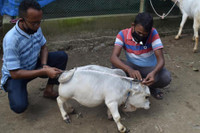 [ẢNH] Bò lùn nhỏ nhất thế giới và những sinh vật tí hon siêu hiếm