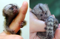 [ẢNH] Bò lùn nhỏ nhất thế giới và những sinh vật tí hon siêu hiếm