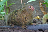 [ẢNH] Bò lùn nhỏ nhất thế giới và những sinh vật tí hon siêu hiếm