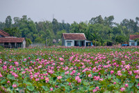 [ẢNH] Mùa sen thanh khiết trên khắp nẻo miền Trung 